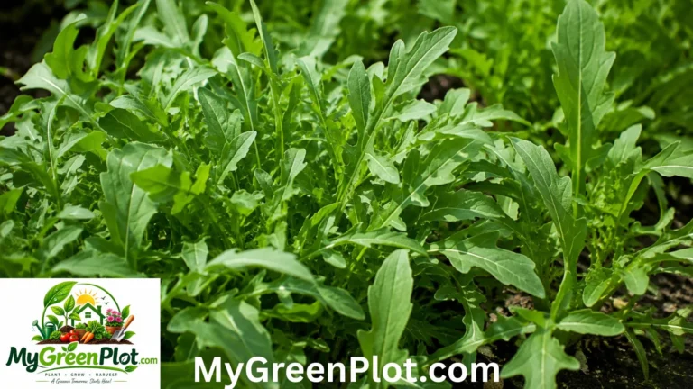 Arugula Shortage: Is There Really a Shortage? Arugula Shortage