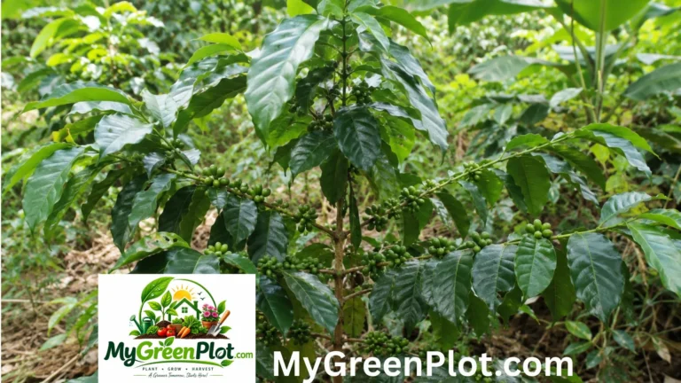 Can You Grow Coffee in Florida