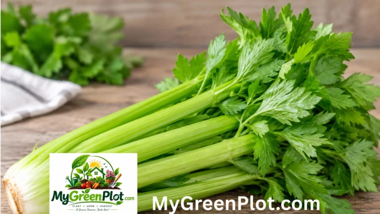 Celery Shortage