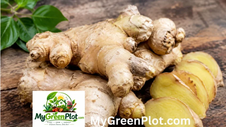 Ginger Shortage in 2026: Why Is Ginger So Hard to Find? Ginger Shortage