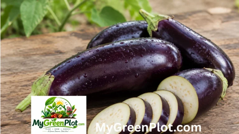 Is Eggplant a Fruit? The Botanical Answer Explained Is Eggplant a Fruit