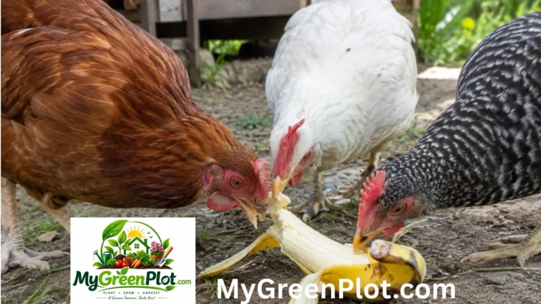 Can Chickens Eat Banana? What Backyard Chicken Owners Should Know can chickens eat banana