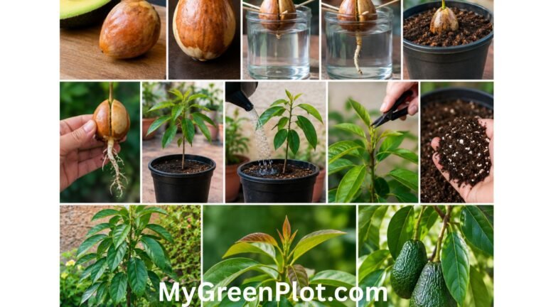 How to Grow Avocado From SeedHow to Grow Avocado From Seed