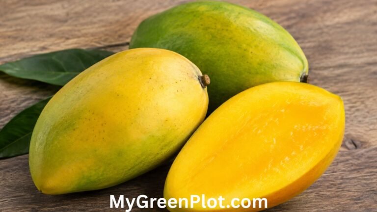 Mingolo Mango