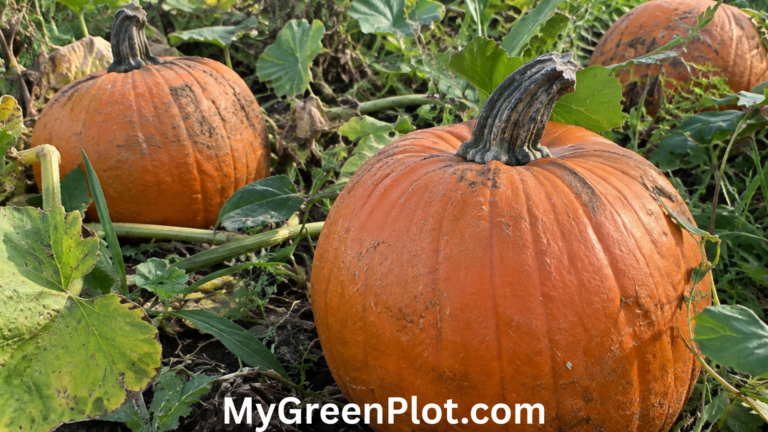 Pumpkin Shortage: Causes, Canned Pumpkin Supply, and What to Expect in 2026 Pumpkin Shortage