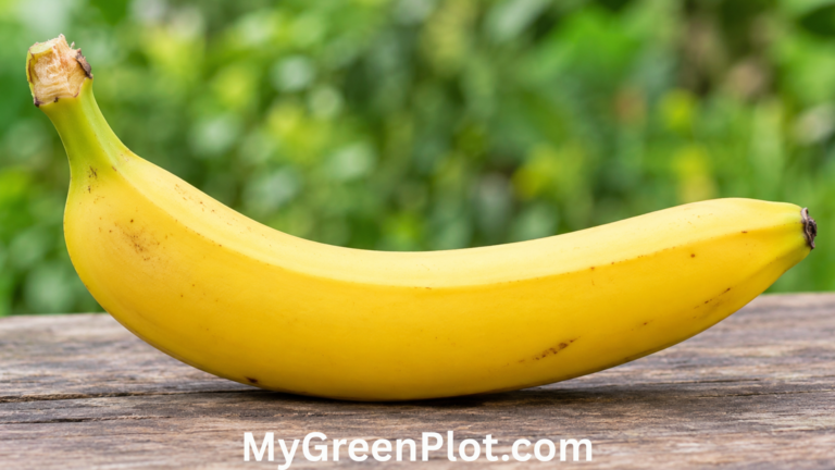 Banana Shortage 2026: Causes, Price Increases, and When Supplies May Return banana Shortage