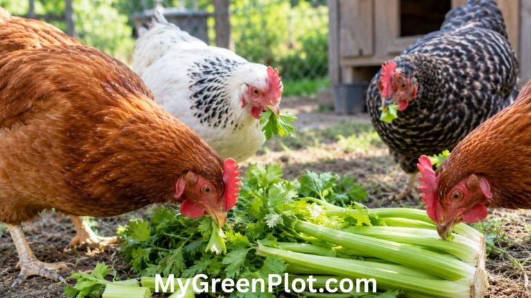 can chickens eat celery