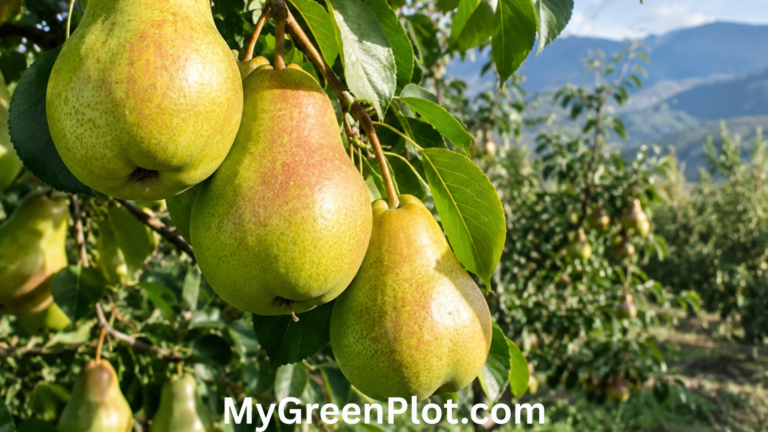 Pears Shortage in 2026: Why Pears Are Harder to Find and What Happens Next pears shortage